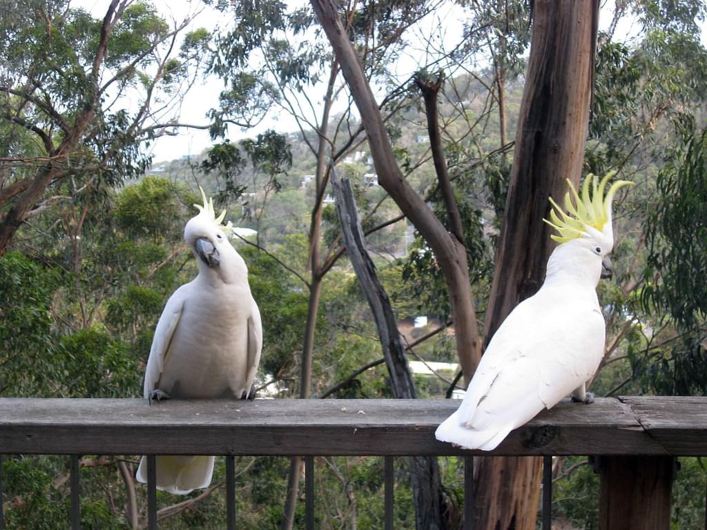 two cockatoos sitting on a patio railing overlooking a forest