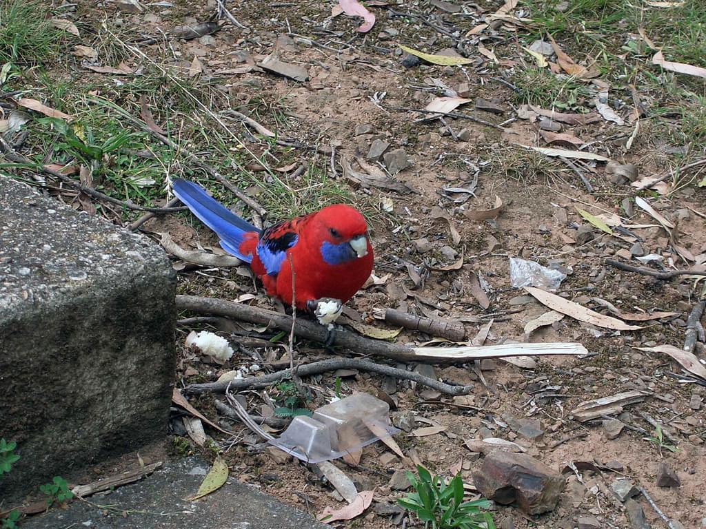 rosella bird that is brightly colored on the ground